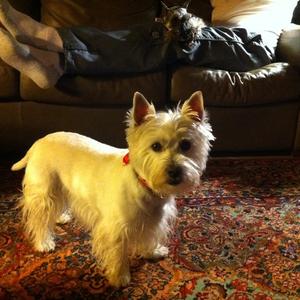 West Highland White Terrier