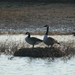 Canada Goose