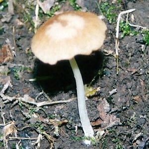 Fairy Ring Mushroom