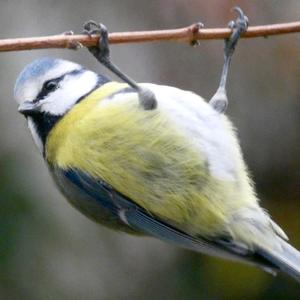 Blue Tit