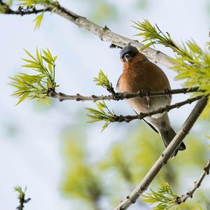 Eurasian Chaffinch