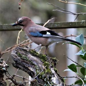 Eurasian Jay