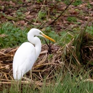 Great Egret