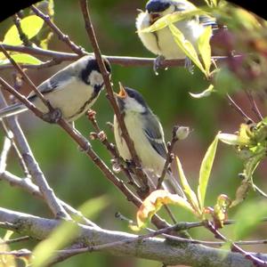 Great Tit