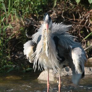 Grey Heron