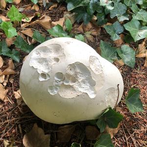 Giant Puffball