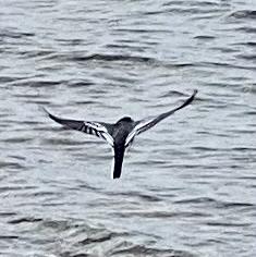 White Wagtail