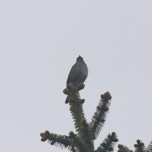 Hedge Accentor