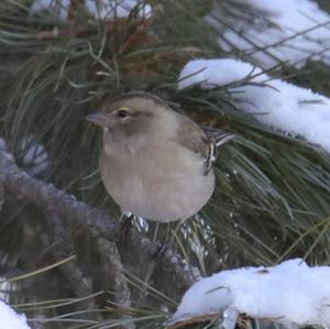 Eurasian Chaffinch