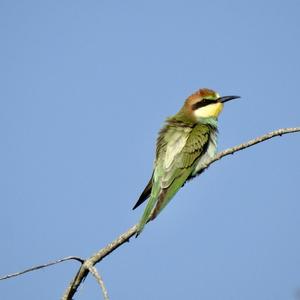 European Bee-eater