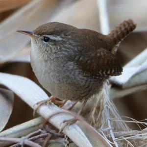 Winter Wren