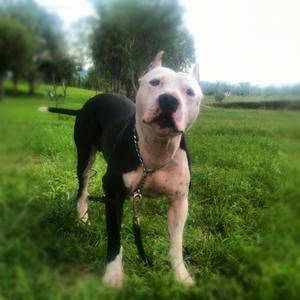 American Pit Bull Terrier