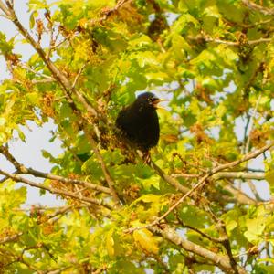 Common Starling