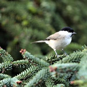 Marsh Tit