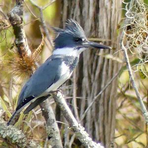 Belted Kingfisher