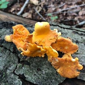 Chanterelle, Common