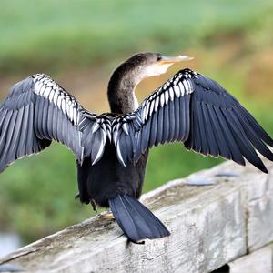 Amerikanischer Schlangenhalsvogel