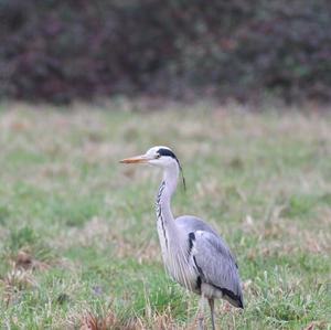 Grey Heron