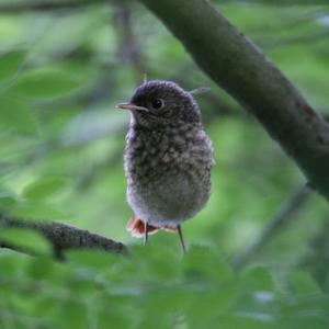 Common Redstart