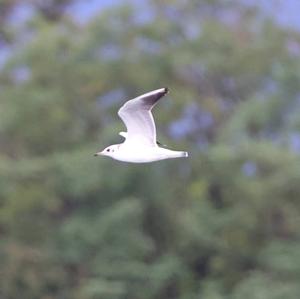 Black-headed Gull