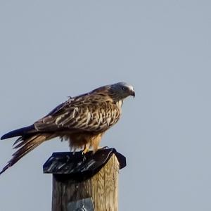 Red Kite