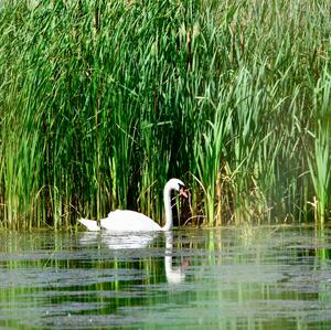 Höckerschwan