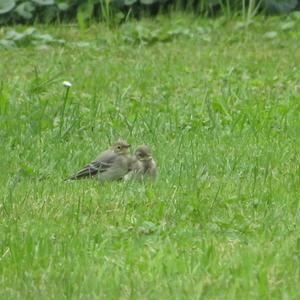 White Wagtail