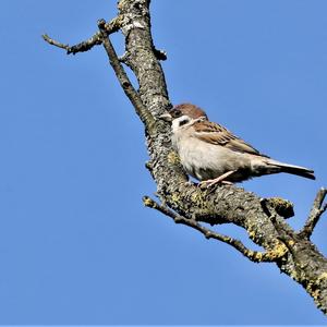 Eurasian Tree Sparrow