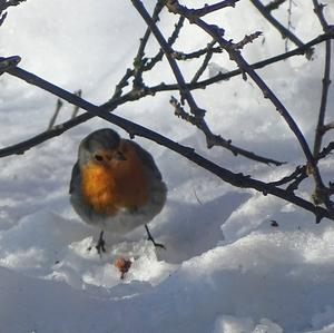 European Robin