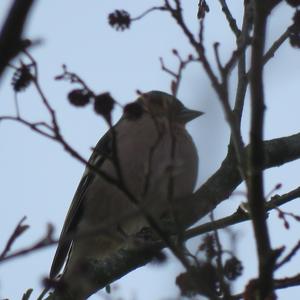 Eurasian Chaffinch