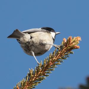 Coal Tit