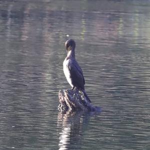 Great Cormorant