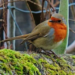 European Robin