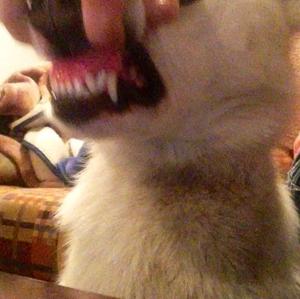 Unknown Breed