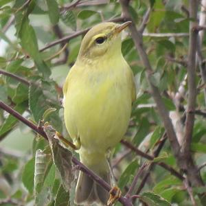 Willow Warbler