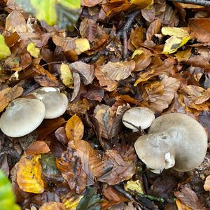 Cloudy Clitocybe