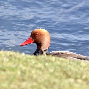 Red-crested Pochard