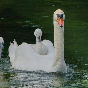 Höckerschwan