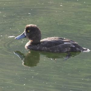 Tufted Duck