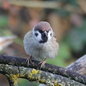 Eurasian Tree Sparrow