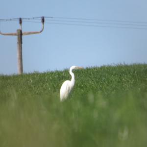 Great Egret