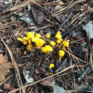 Chanterelle, Common