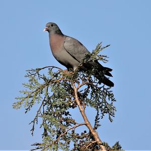 Stock Dove