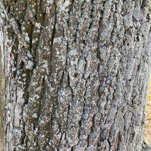 Unknown Species