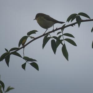 European Robin