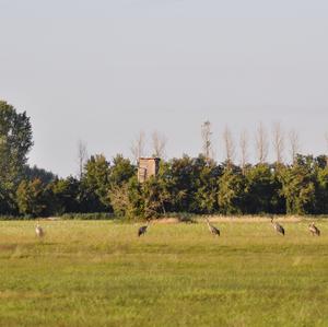 Common Crane