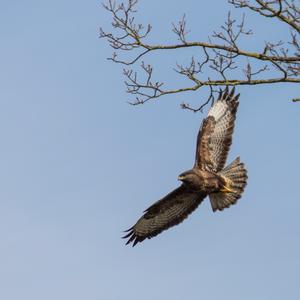 Common Buzzard