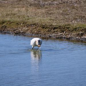 Eurasian Spoonbill