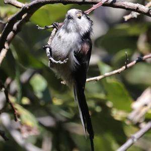 Long-tailed Tit