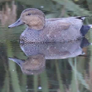 Gadwall